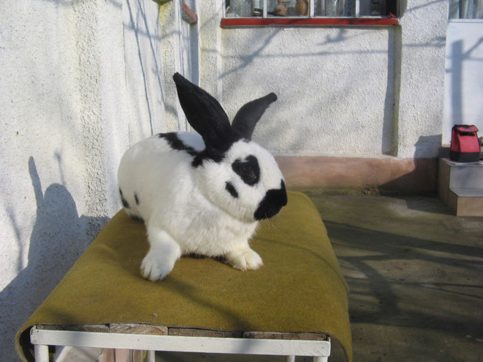 mascul 11 luni (4)-de vanzare