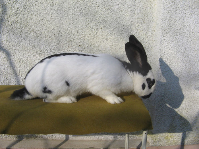 mascul 11 luni-de vanzare