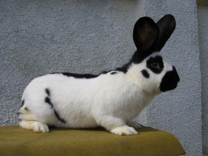 mascul campion Timisoara 2