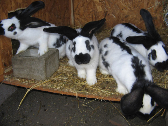 pui trei luni masculi si femele (2)