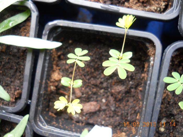 DSCN0544 - Mimosa Pudica