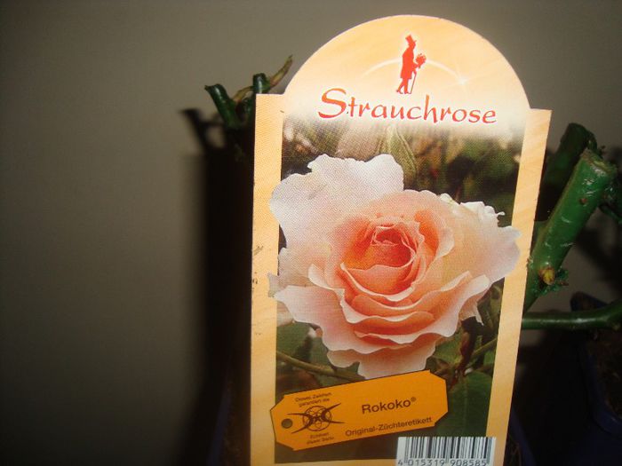 Trandafir rokoko - Gradina parfumata