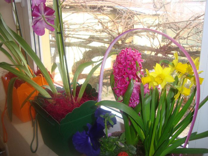 DSC03426 - Flori 2013