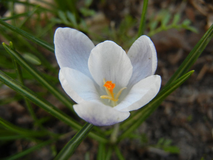 Crocus Prins Claus (2013, March 20)