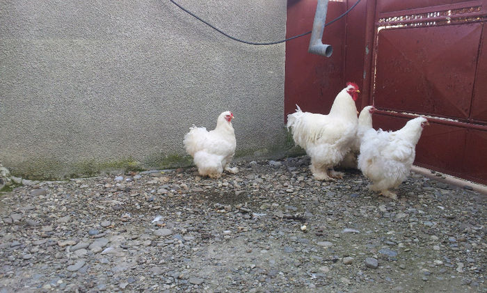 cochi alb; 20.03.2013
