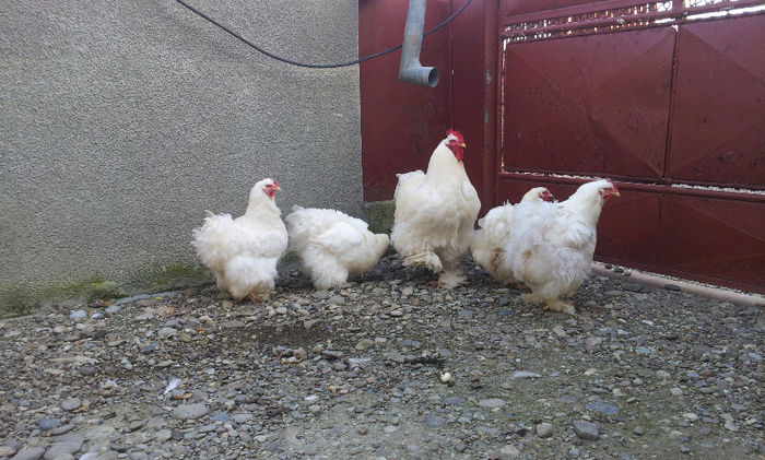 cochi alb; 20.03.2013
