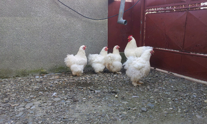 cochi alb; 20.03.2013
