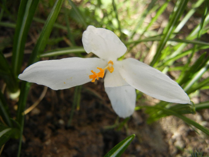 Crocus Jeanne d`Arc (2013, March 20) - Crocus Jeanne d_Arc