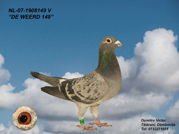 De Weerd 149 - Poze si pedigree porumbei reproductie
