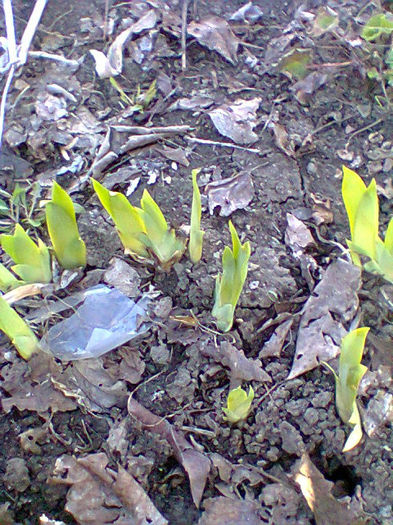 Fotogr.0248 - flori de gradina