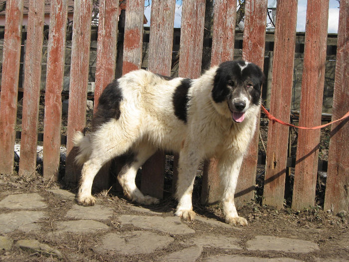 kasmir femela
