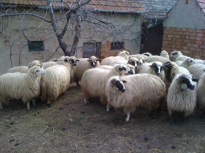oile 011 - oile ce le-am cumparat acum  martie 2013