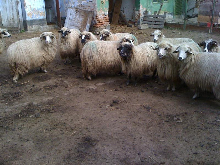 oile 008 - oile ce le-am cumparat acum  martie 2013