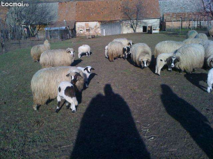 1 - oile ce le-am cumparat acum  martie 2013