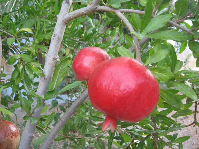 RODIU cu fruct mare; Soi rezistent (-15C). Se recomanda intretinerea la ghiveci. Iarna adapostit in loc luminos si cu temperarturi pozitive. Planta la ghiveci - 40 - 50 cm -  Pret: 60 lei
