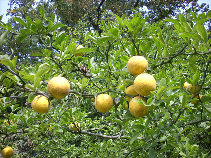 Lamaiul nordului (Poncirus trifoliata); Poncirus trifoliata - Un soi de lamai foarte rezistent la inghet. Se poate cultiva in aer liber(-20C). La ghiveci( 15cm - 25 cm) 20 lei
