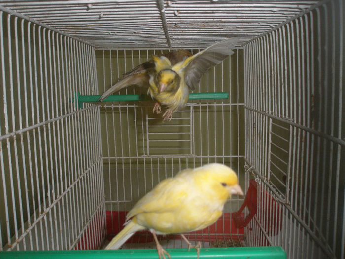 g - canari