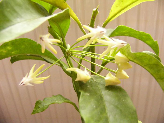 Hoya Multiflora 2013