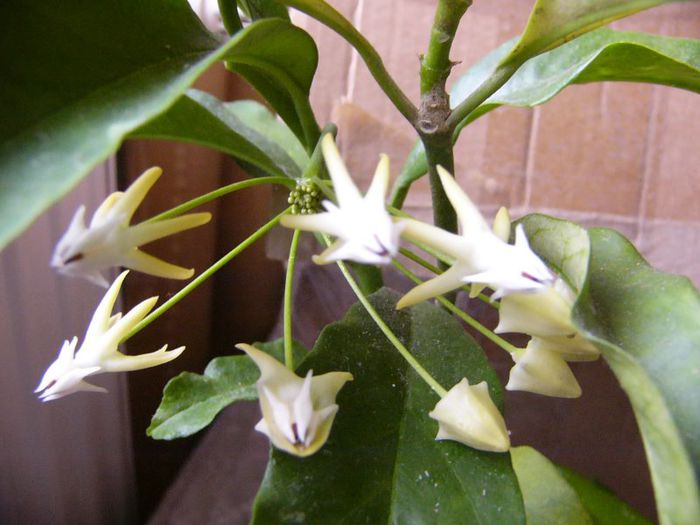 Hoya Multiflora 2013 - Hoya