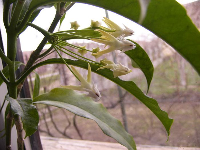 Hoya Multiflora 2013 - Hoya