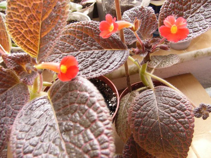 Chocolate Cream-2013- - Episcia