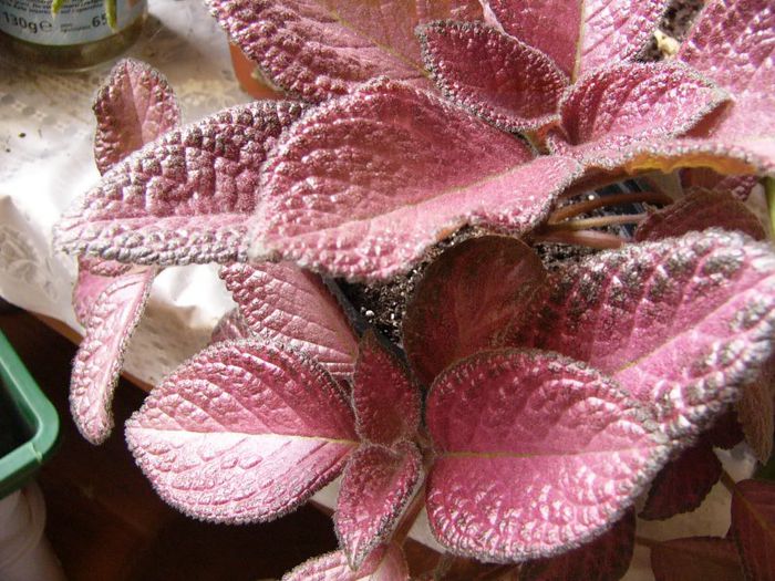 Country Clown - Episcia