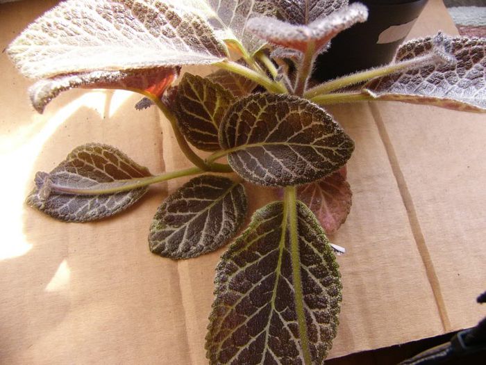 P1180510 - Episcia