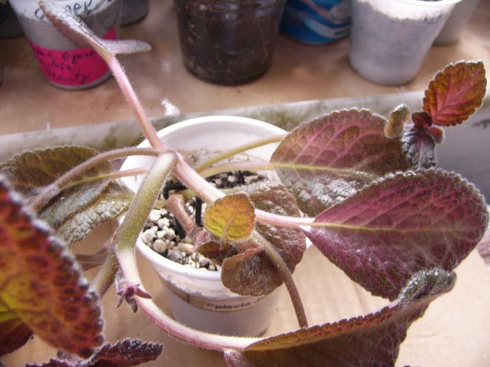 Jim s Double Star - Episcia