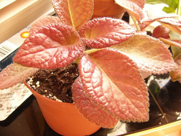 Strowberry Patch - Episcia