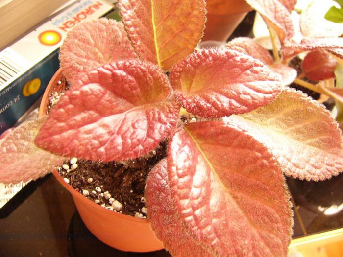 Strowberry Patch - Episcia