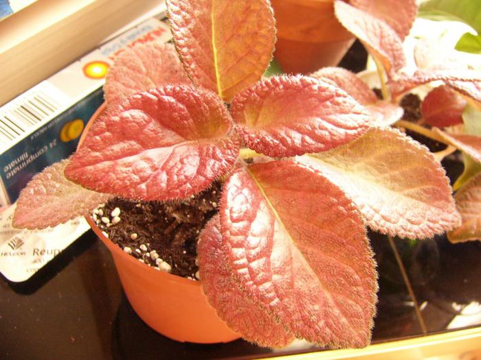Strowberry Patch
