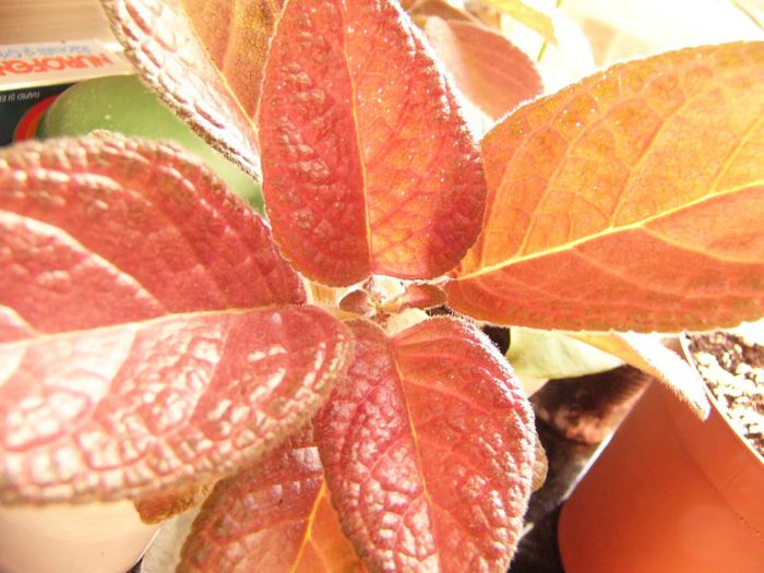 Strowberry Patch
