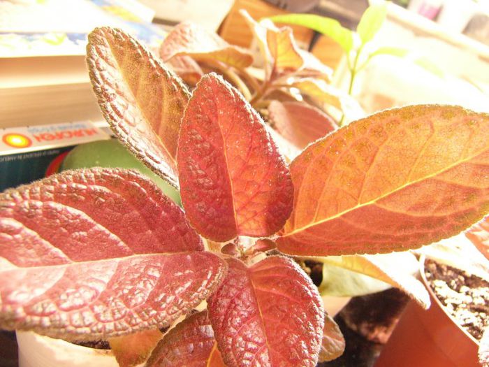 Country Clown - Episcia