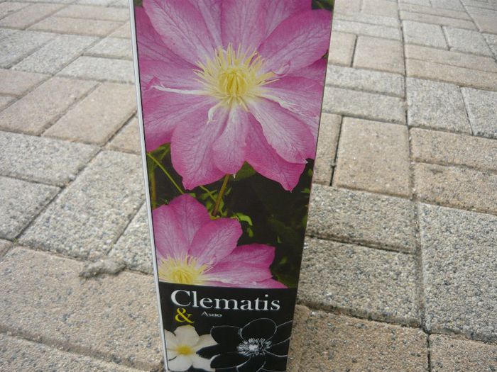 clematis asao