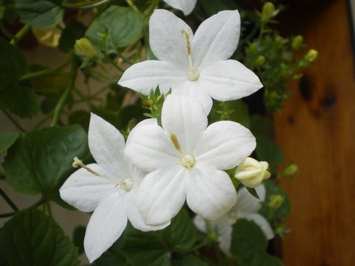 Campanula_isophylla - Cumpar Campanula isophylla