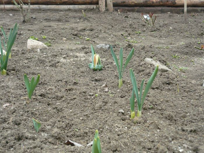 lalea sau crocus? - identificare  flori