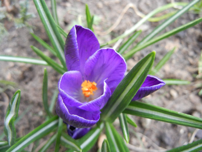 Crocus Negro Boy (2013, March 21)