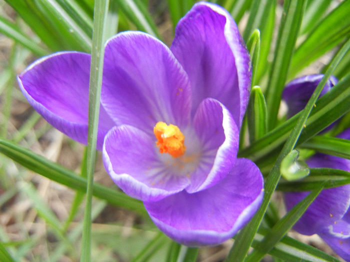 Crocus Negro Boy (2013, March 21)