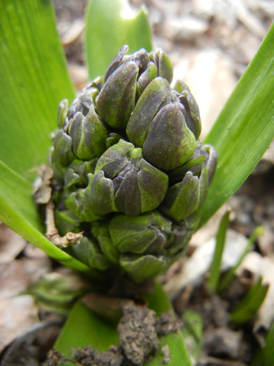 Hyacinth Isabelle (2013, March 21)