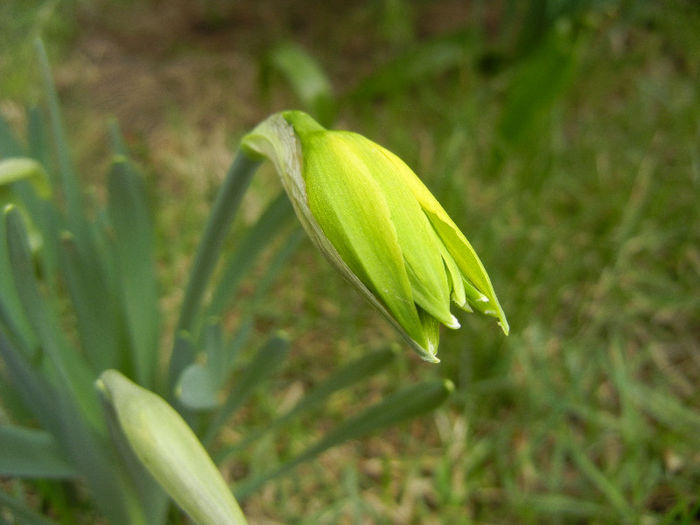 Daffodil Rip van Winkle (2013, March 21) - Narcissus Rip van Winkle