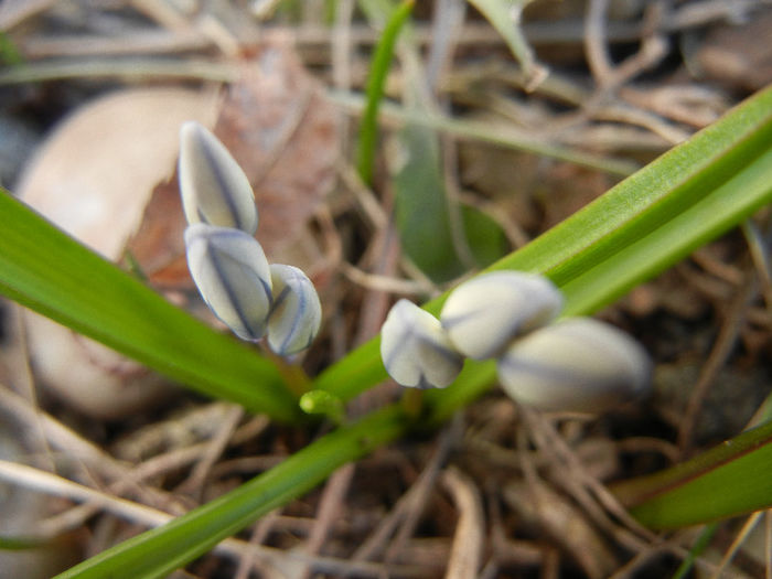 Puschkinia scilloides (2013, March 20)