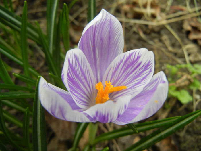Crocus King of the Striped (2013, Mar.21)