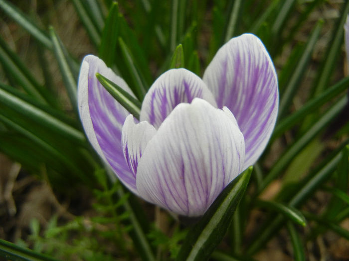 Crocus King of the Striped (2013, Mar.21)