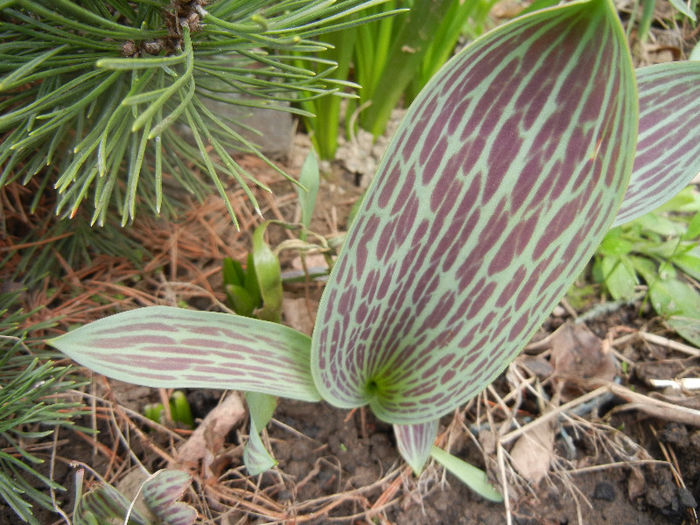 Tulipa Red Riding Hood (2013, March 21)