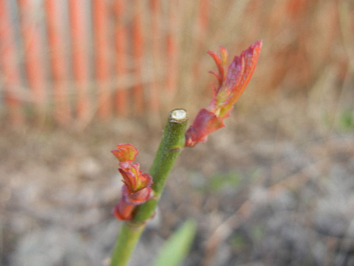Miniature Roses (2013, March 20) Miniature Roses (2013, March 20)