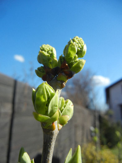 Lilac Buds_Syringa (2013, March 20) Lilac Buds_Syringa (2013, March 20)