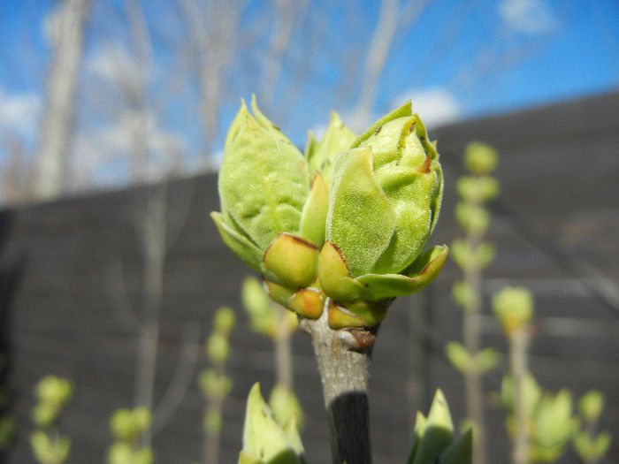 Lilac Buds_Syringa (2013, March 20) Lilac Buds_Syringa (2013, March 20)