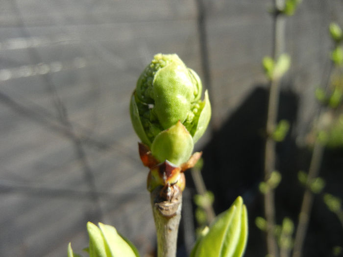 Lilac Buds_Syringa (2013, March 20) Lilac Buds_Syringa (2013, March 20)