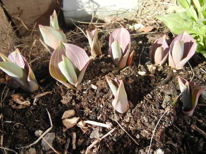 Tulips_Lalele (2013, March 20) Tulips_Lalele (2013, March 20)