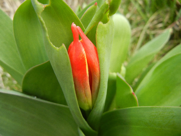 Tulipa Stresa (2013, March 21)